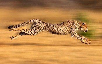 Fast Performance - Cheetah Running